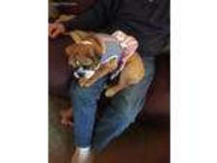 Bulldog Puppy for sale in Gordonville, TX, USA