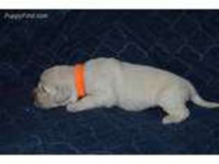 Mutt Puppy for sale in Mount Carmel, TN, USA