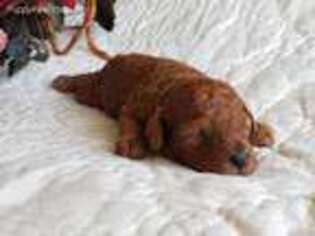 Mutt Puppy for sale in Oxnard, CA, USA