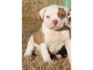 American Bulldog Puppy for sale in Amarillo, TX, USA