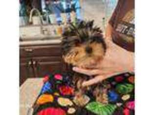 Yorkshire Terrier Puppy for sale in Albert Lea, MN, USA