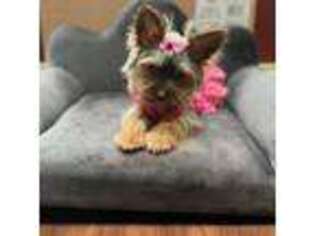 Yorkshire Terrier Puppy for sale in Orland Park, IL, USA