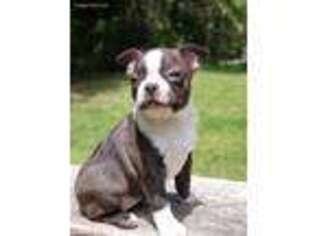 Boston Terrier Puppy for sale in Roy, WA, USA