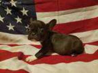 French Bulldog Puppy for sale in Pinckneyville, IL, USA
