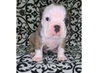 Olde English Bulldogge Puppy for sale in Bay City, TX, USA