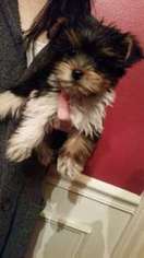 Yorkshire Terrier Puppy for sale in Happy Valley, OR, USA
