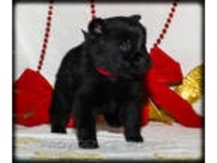 Schipperke Puppy for sale in Wayland, IA, USA