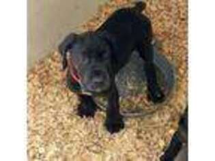 Great Dane Puppy for sale in Middleboro, MA, USA