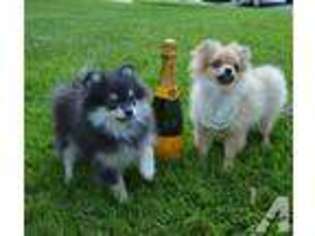Pomeranian Puppy for sale in ANNAPOLIS, MD, USA