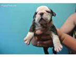 Bulldog Puppy for sale in Columbiaville, MI, USA