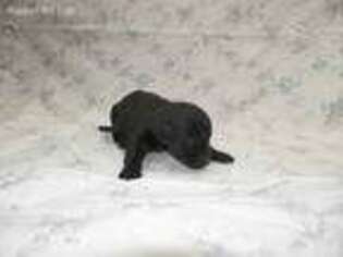 Labrador Retriever Puppy for sale in Warrensburg, MO, USA