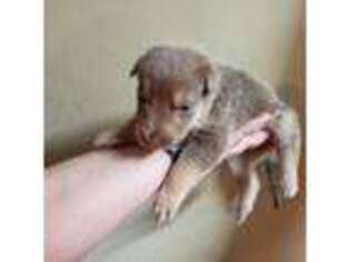 German Shepherd Dog Puppy for sale in Covington, VA, USA