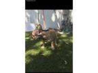 French Bulldog Puppy for sale in Huntington Beach, CA, USA