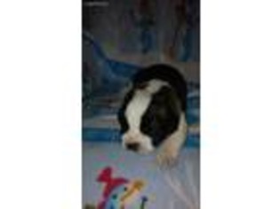 Saint Bernard Puppy for sale in Fairmount, IL, USA