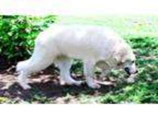 Great Pyrenees Puppy for sale in Rutherfordton, NC, USA