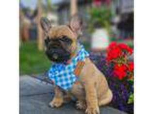 French Bulldog Puppy for sale in Terrebonne, OR, USA