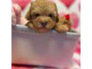 Mutt Puppy for sale in Sylmar, CA, USA