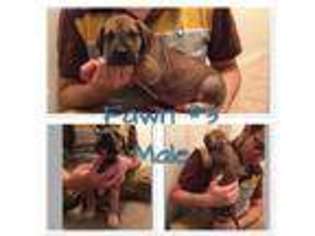 Great Dane Puppy for sale in Clarksville, AR, USA