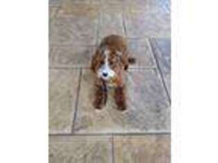 Cavapoo Puppy for sale in Aubrey, TX, USA