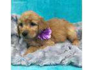 Goldendoodle Puppy for sale in Colton, SD, USA