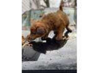 Pomeranian Puppy for sale in West Orange, NJ, USA