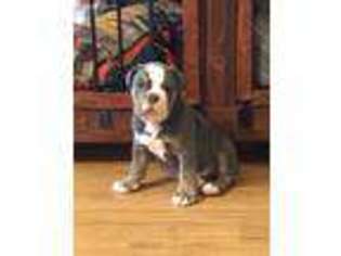 Olde English Bulldogge Puppy for sale in Lawton, OK, USA