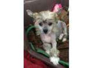 Chinese Crested Puppy for sale in Johannesburg, MI, USA