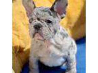 French Bulldog Puppy for sale in Somerset, NJ, USA