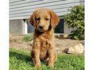 Labradoodle Puppy for sale in Quarryville, PA, USA