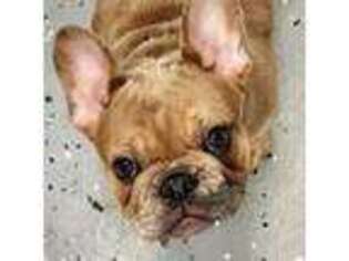 French Bulldog Puppy for sale in Des Moines, IA, USA