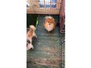 Pomeranian Puppy for sale in Reading, PA, USA