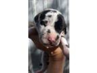 Great Dane Puppy for sale in Atwood, TN, USA