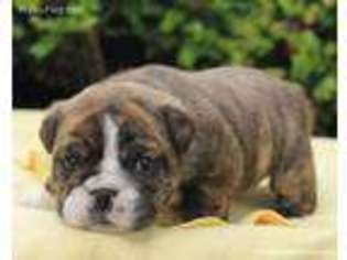 Bulldog Puppy for sale in Liberty, KY, USA