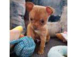 Chihuahua Puppy for sale in Manchester, PA, USA