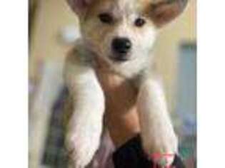 Akita Puppy for sale in La Puente, CA, USA