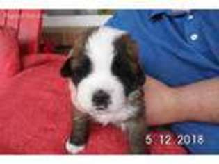 Saint Bernard Puppy for sale in Covington, OH, USA