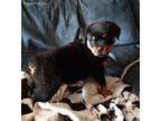 Rottweiler Puppy for sale in Savannah, MO, USA