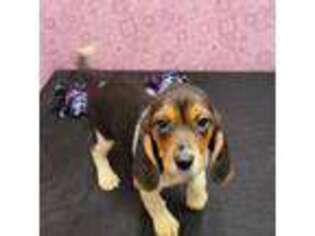 Beagle Puppy for sale in Verona, MO, USA