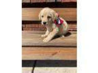 Labradoodle Puppy for sale in Arab, AL, USA