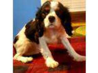 Cavalier King Charles Spaniel Puppy for sale in Toronto, IA, USA