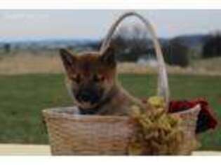 Shiba Inu Puppy for sale in Lewisburg, PA, USA