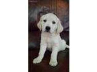 Mutt Puppy for sale in Arlington, MN, USA