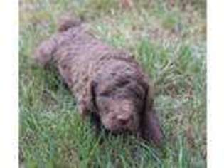Mutt Puppy for sale in Monroeville, PA, USA