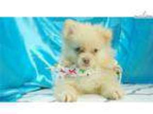 Pomeranian Puppy for sale in Greensboro, NC, USA