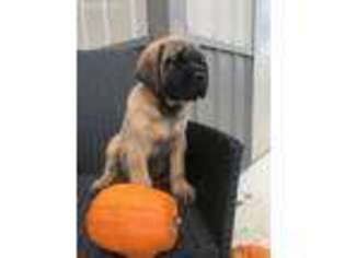 Mastiff Puppy for sale in Cisne, IL, USA