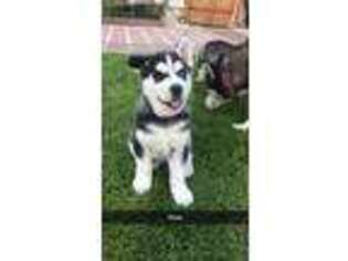Siberian Husky Puppy for sale in Mount Vernon, WA, USA