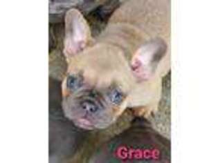 French Bulldog Puppy for sale in Baker City, OR, USA
