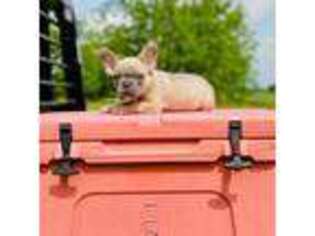 French Bulldog Puppy for sale in Riverside, IA, USA