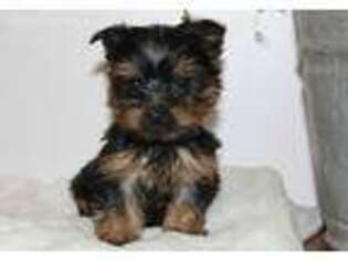 Yorkshire Terrier Puppy for sale in Rochester, IN, USA