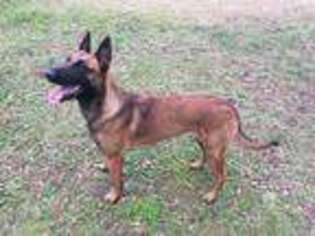 Belgian Malinois Puppy for sale in Gastonia, NC, USA